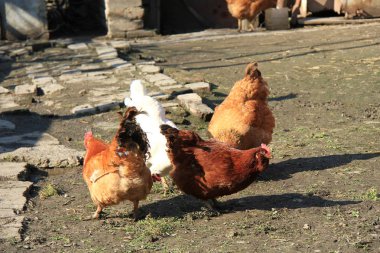 Çamur üzerinde otlatma tavuk sürüsü