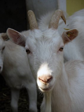 Keçi suratlı, kapat.