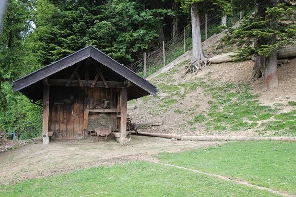 Alpejskie Park Zwierząt Lub Zoo Bregenz Alpenwildpark Pfander — Zdjęcie stockowe