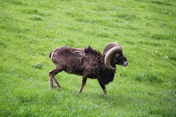 高山摩羯座鹿角羊角奔跑 — 图库照片