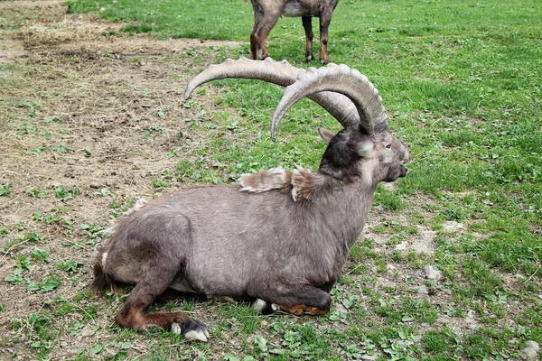 Alpejskie Park Zwierząt Lub Zoo Bregenz Alpenwildpark Pfander — Zdjęcie stockowe