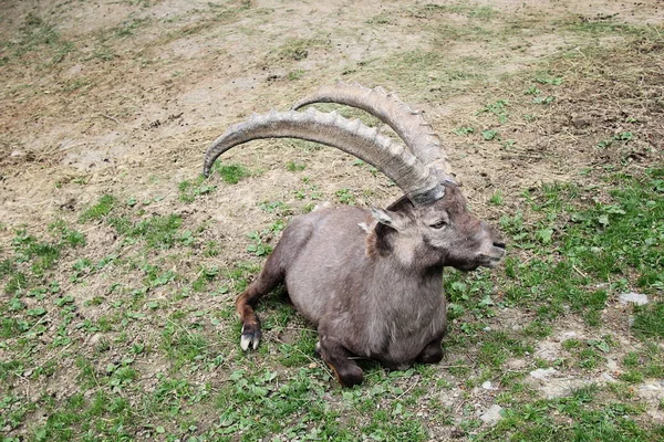 Oğlak dağ keçisi alp memeli hayvan