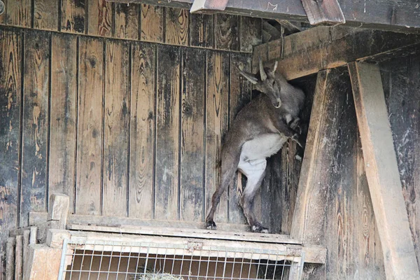 Parque Animal Alpino Zoológico Bregenz Alpenwildpark Pfander — Fotografia de Stock