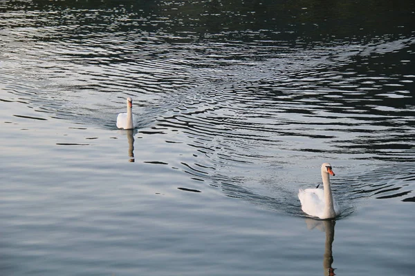 Kuğular Bregenz, Avusturya Konstanz Gölü üzerinde