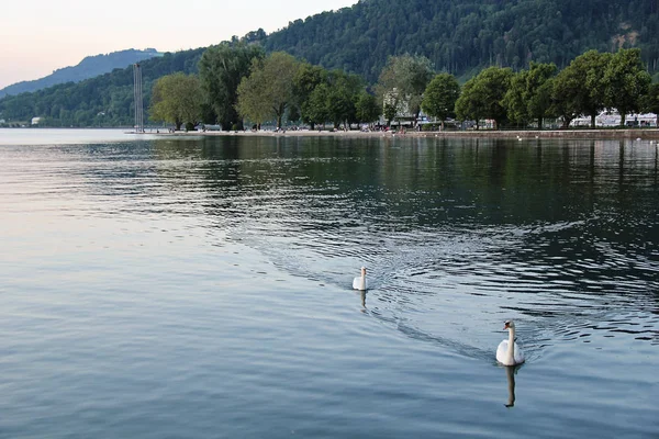 Kuğular Bregenz, Avusturya Konstanz Gölü üzerinde