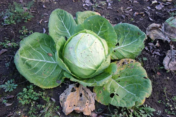 Big Organic Cabbage Head Vegetable Garden — Stock Photo, Image