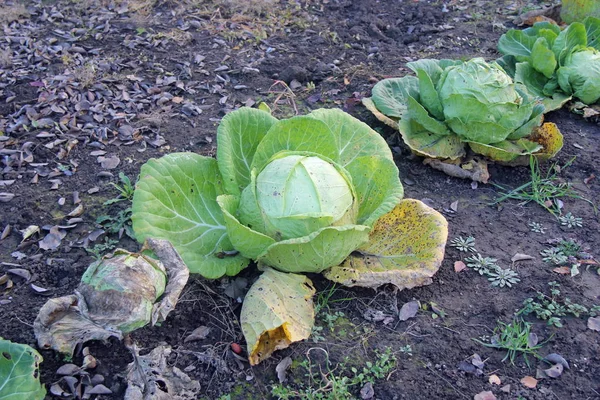 Großer Bio Kohlkopf Gemüsegarten — Stockfoto