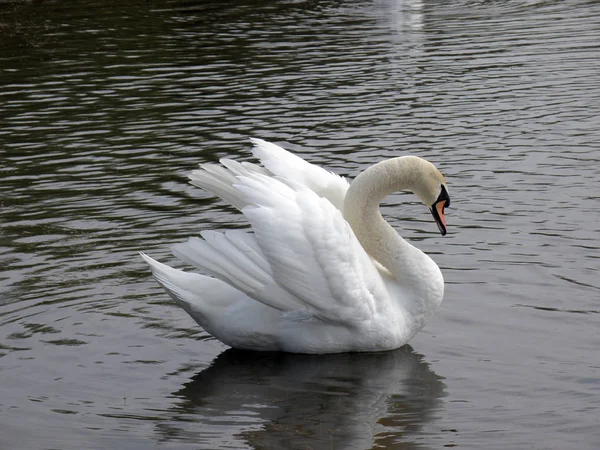 Güzel Swanin Göl — Stok fotoğraf
