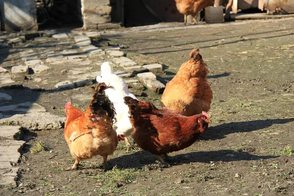 Çamur üzerinde otlatma tavuk sürüsü