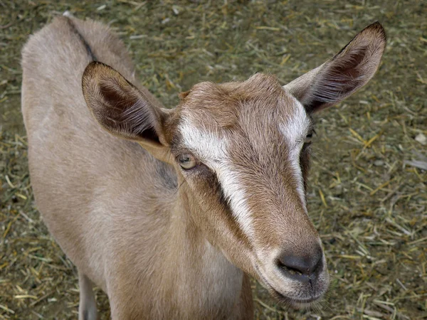 Weiße Ziege Mit Ziegen Und Schafen — Stockfoto