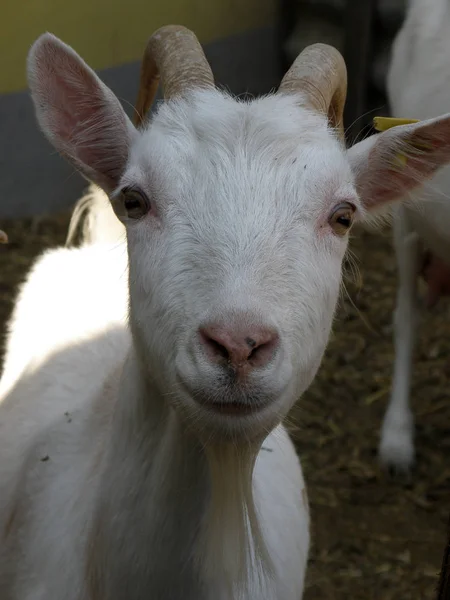 Keçi suratlı, kapat.