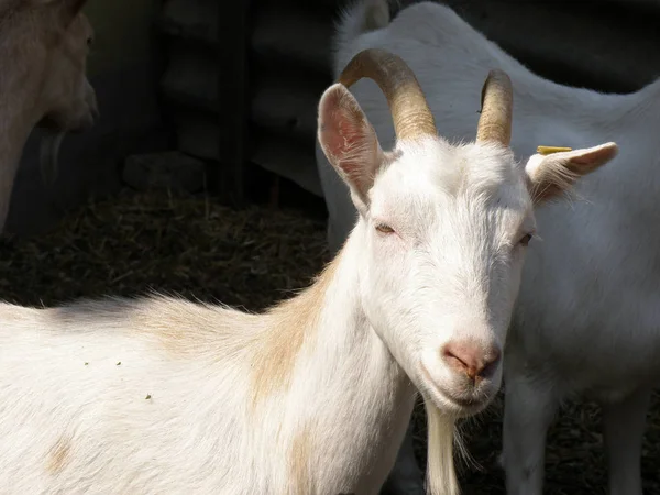 Weiße Ziege Mit Ziegen Und Schafen — Stockfoto