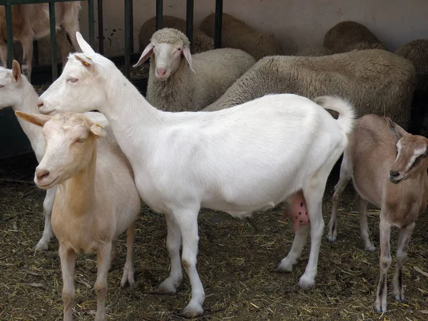 Weiße Ziege Mit Ziegen Und Schafen — Stockfoto