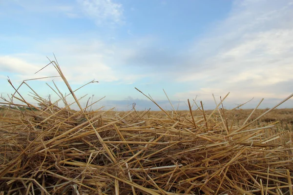 Weizen Heuernte Feld Mit Himmel — Stockfoto