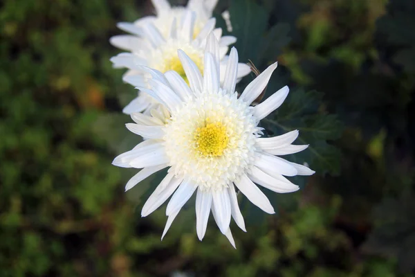 Flor Crisantemo Blanco Jardín — Foto de Stock