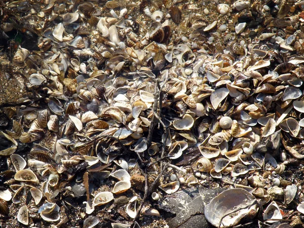海岸に小さな貝殻 — ストック写真