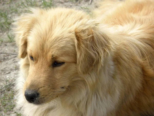 美しいゴールデン犬顔 — ストック写真