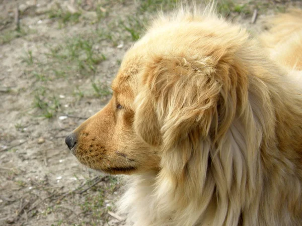 Beautiful Golden dog face