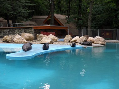 Mühürler ve havuz kenarı