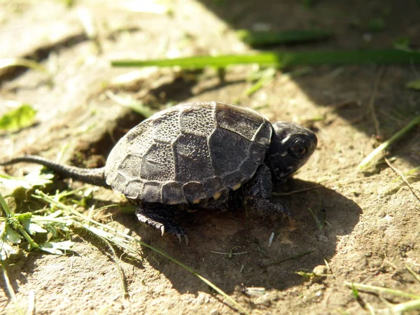 Baby Europese Beekschildpad — Stockfoto