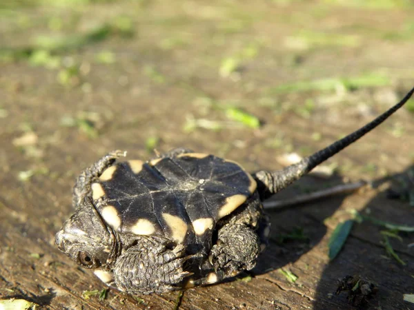 婴儿欧洲池塘龟在他的背部 — 图库照片