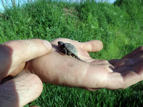 Bébé Européen Étang Tortue Main Humaine — Photo