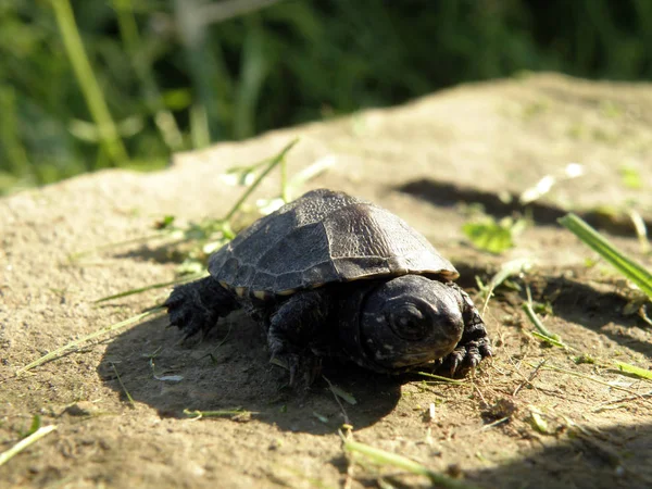 婴儿欧洲池塘龟 — 图库照片