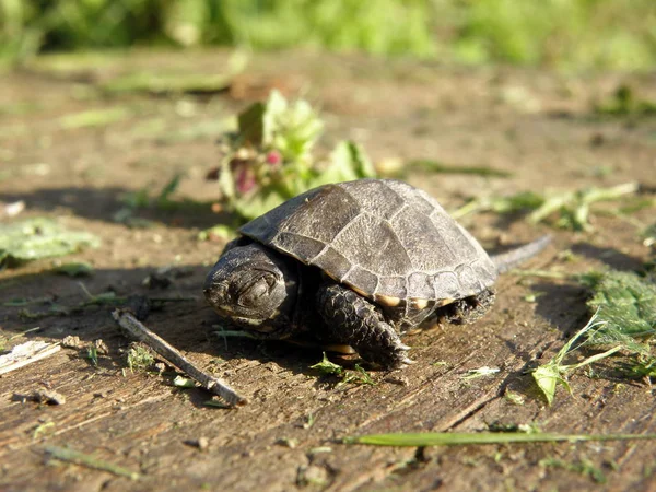 Baby European Pond Turtle — Stock Photo, Image