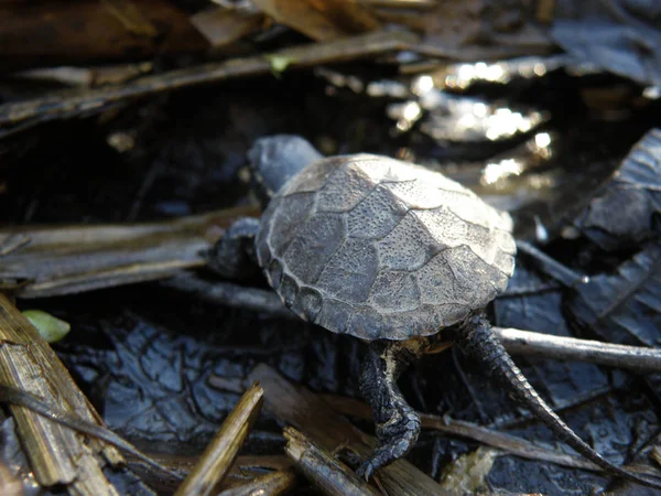 Bébé Tortue Étang Européenne — Photo