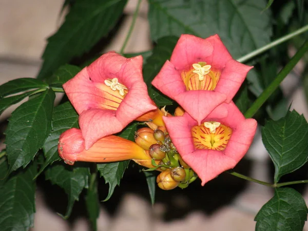 Güzel Kırmızı Çan Çiçeği Çiçek — Stok fotoğraf