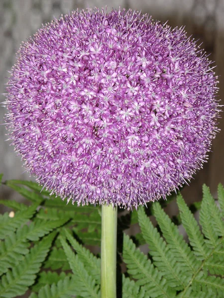 Allium - Ornamental Onions flower