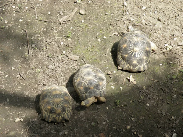 Belles Tortues Géantes Milieu Naturel — Photo