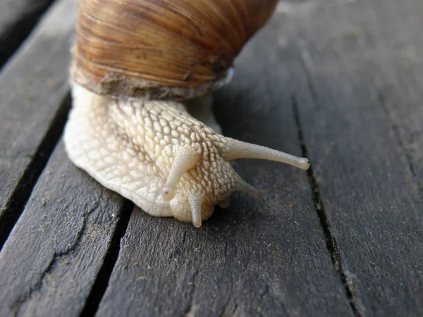 Adulto Lento Caracol Rosto Perto — Fotografia de Stock