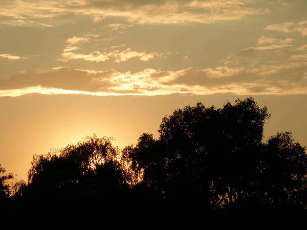 Günbatımı turuncu gül gökyüzü bulutlar ve ağaç yapısı ile