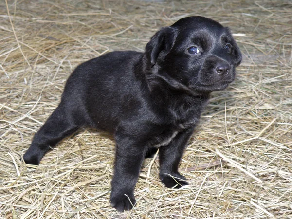 Pequeno Cachorro Cão Preto — Fotografia de Stock