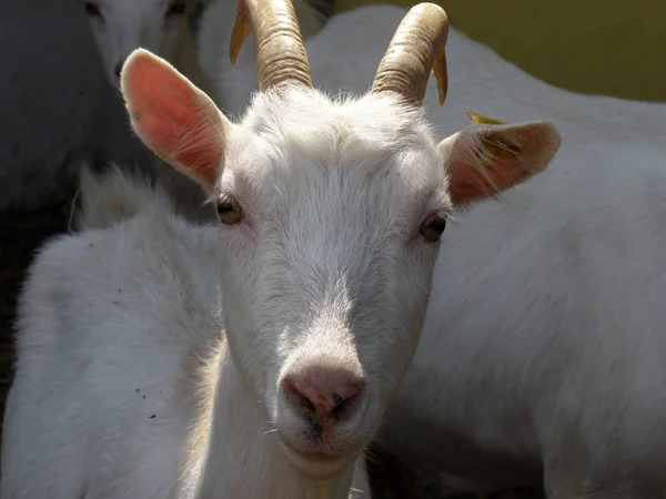 Ziegengesicht Aus Nächster Nähe — Stockfoto