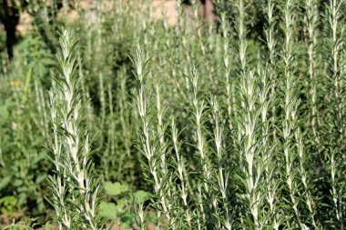 Rosemary, Bahçe makro