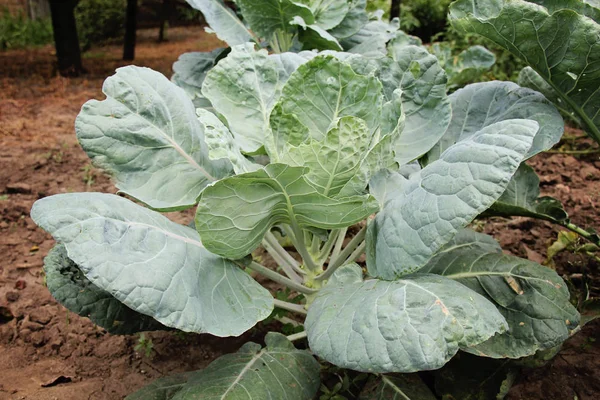 Brussels Sprouts Garden — Stock Photo, Image