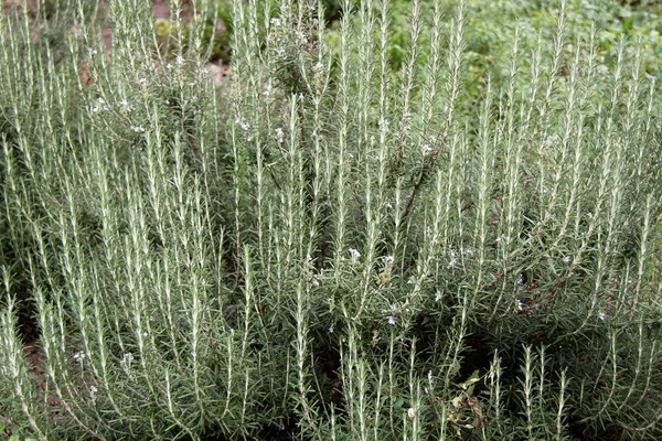 Beautiful Rosemary Bush Garden — Stock Photo, Image