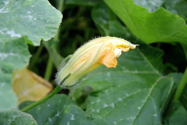 Flor Abóbora Perto — Fotografia de Stock