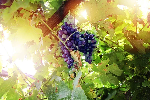 Beautiful Grape at sunset in autumn harvest. Ripe grapes in fall.