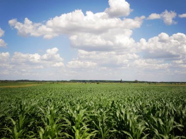 Güzel yeşil mısır alanıyla mavi gökyüzü ve bulutlar