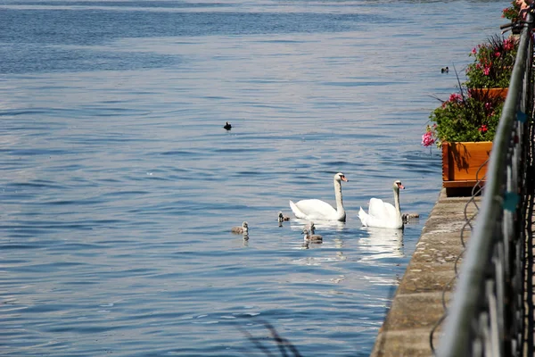 Schwäne Bodensee Oder Bodensee — Stockfoto