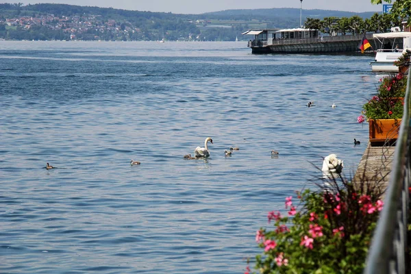 Cisnes Bodensee Lago Constanza —  Fotos de Stock