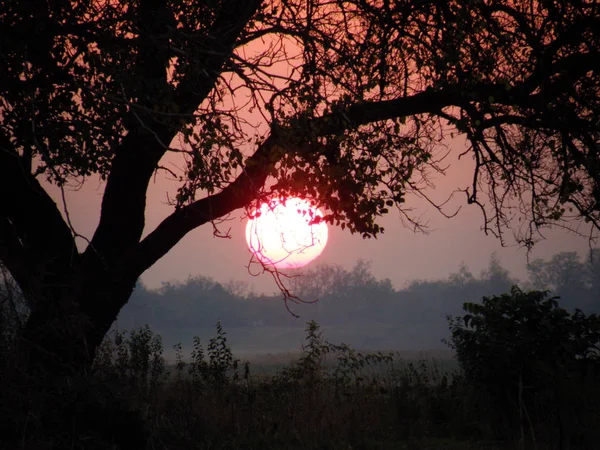 Árvore Campo Pink Orange Sunset Close — Fotografia de Stock