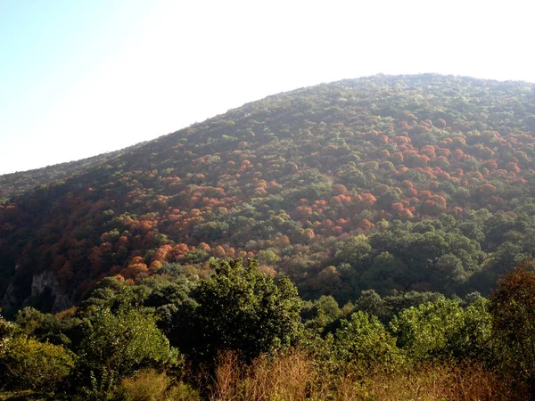 Jolie Forêt Montagne Automne — Photo