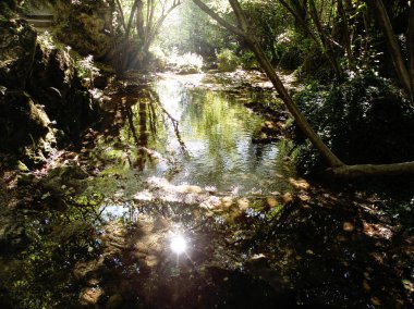 Nehir orman yansıması ile