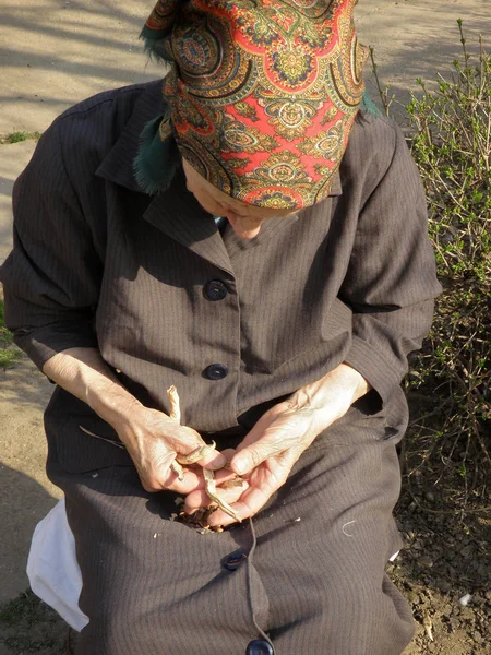 Vieille Femme Âgée Récolte Nettoyage Des Haricots Secs Avec Les — Photo