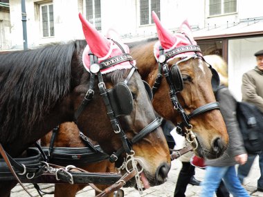 Viyana, Avusturya - 12 10 2011: At başı Noel zamanında Viyana, Avusturya kapat