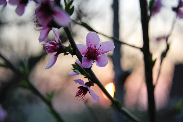 Cereja florescendo ao pôr do sol — Fotografia de Stock